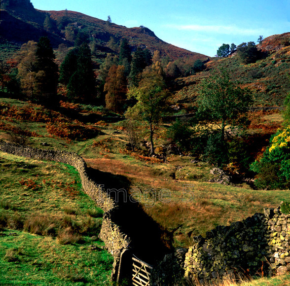 FellGrasmere 
 Fell Grasmere 
 Keywords: fell grasmere pine pinus drystone wall birches betula grasses bracken wooden gate grasmere cumbria uk
pteridium aquilinum grasmere cumbria uk