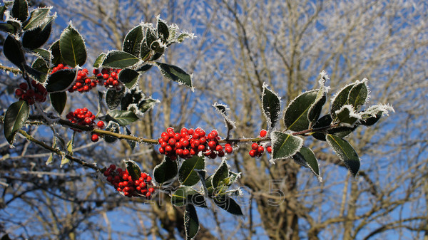 berryrimeblue2 
 Berryrimeblue 
 Keywords: holly berries ilex blue sky ampthill beds uk