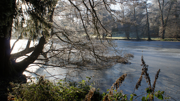 lakefreeze 
 Lakefreeze 
 Keywords: frozen lake tree branches woburn lake beds uk