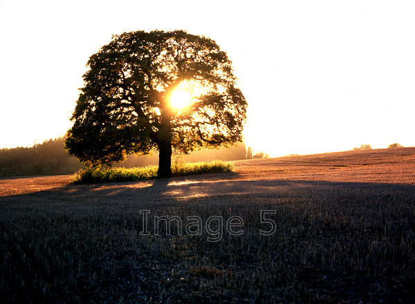 oakbacklit 
 Oakbacklit 
 Keywords: oak quercus robur tree backlit stubble feild hill bedfordshire uk