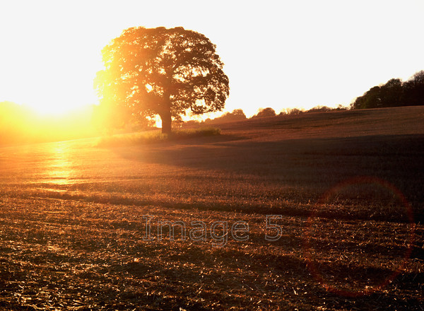 singleoaksun 
 Singleoaksun 
 Keywords: single oak quercus robur strong sun light brown earth bedfordshire uk