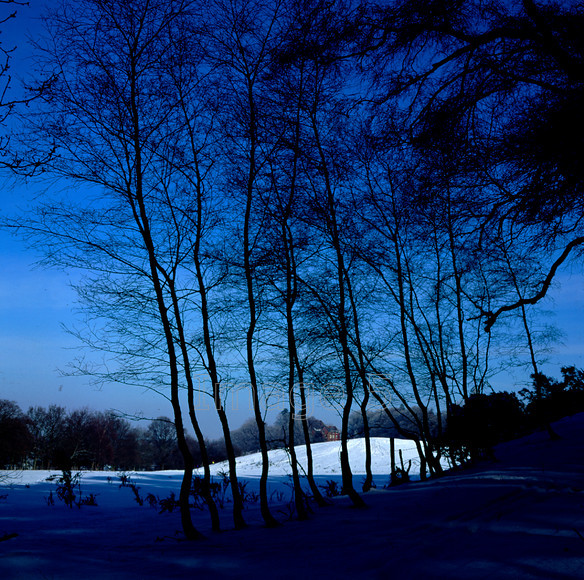 saplingsinsnow 
 Saplings in Snow 
 Keywords: saplings snow branches blue sky aspley heath bedfordshire uk