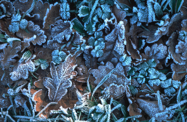 frostyleaves 
 Frostyleaves 
 Keywords: oak quercus robur frost brown leaves