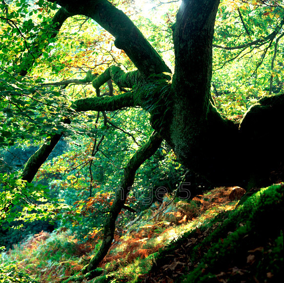 mossonoak 
 Moss on Oak 
 Keywords: moss ferns oak quercus robur branches leaves dryopteris backlit woodland fell kelbarrow grasmere cumbria uk