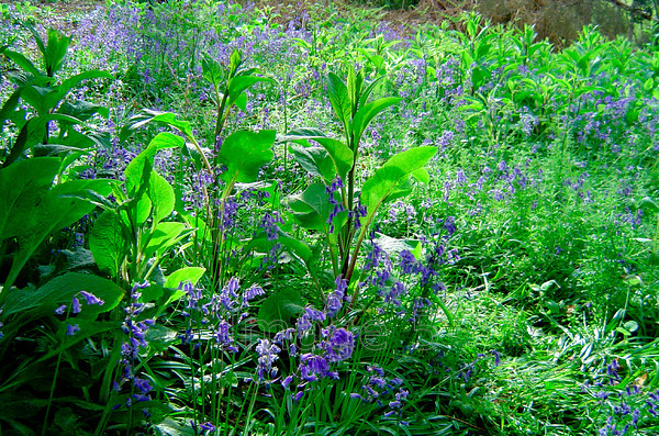 bluebells 
 Bluebells 
 Keywords: bluebells hyacinthoides non scripta digitalis bracken woodland beds uk