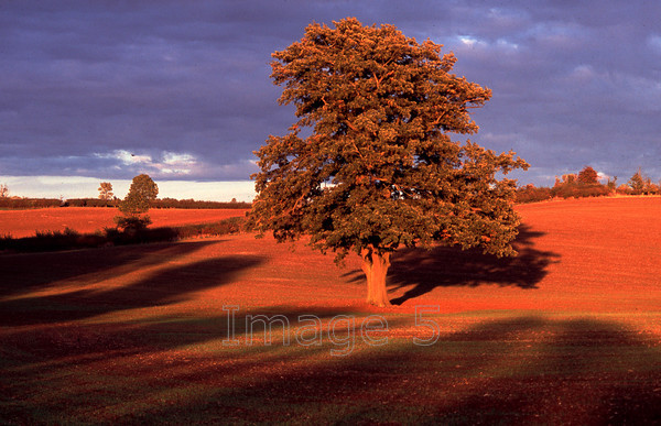 oakshadow 
 Oakshadow 
 Keywords: oak quercus robur long shadows dark grey clouds warm sunlight earth field battlesden beds uk