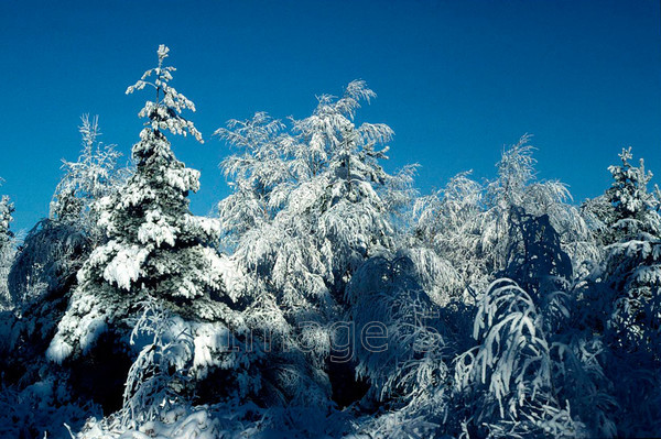 snowpinesblue 
 Snowpinesblue 
 Keywords: snow pines pinus larch larix decidua blue sky bedfordshire uk