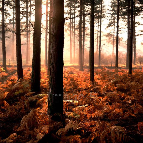 brackengold 
 Brackengold 
 Keywords: bracken pteridium aquilinum gold pines pinus bedfordshire uk