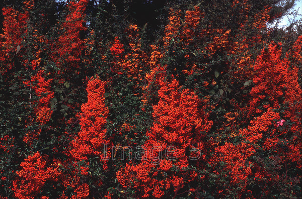 berryhot 
 Berryhot 
 Keywords: pyracantha orange berries willen milton keynes bucks uk