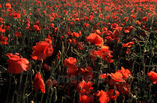 poppiesblit 
 Poppies 
 Keywords: poppies red papaver rhoeas backlit bedfordshire uk