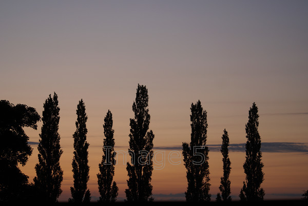 poplarglow 
 Poplarglow 
 Keywords: poplars sunset glow cloud strata woburn beds uk