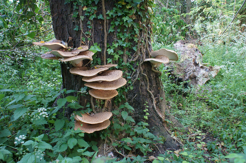 steps2 
 Steps 
 Keywords: plate shaped fungi chestnut tree battlesden beds uk