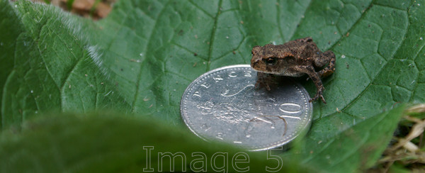 smallchange 
 Smallchange 
 Keywords: frog rans temporaria tiny green leaf 10p coin