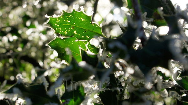 hollygreen 
 Hollygreen 
 Keywords: ilex holly leaves backlit