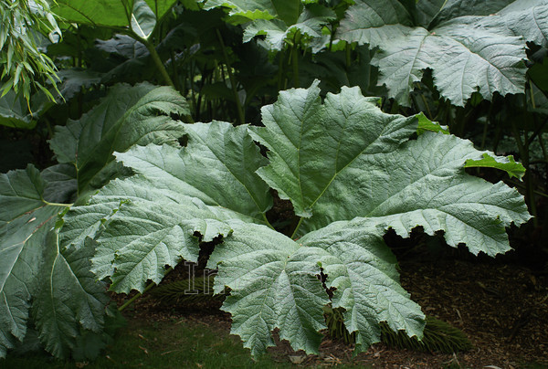 gunneratop 
 Gunneratop 
 Keywords: gunnera leaves top northamptonshire uk