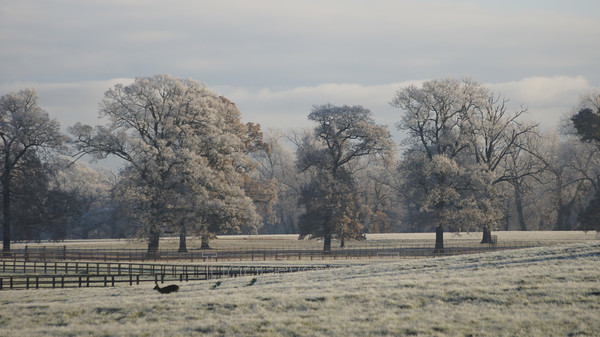 oaksdeer 
 Oaksdeer 
 Keywords: muntjack oak trees rime ice woburn beds uk