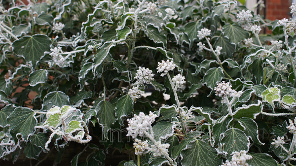 rimeivy1 
 Rimeivy1 
 Keywords: rime ice ivy beds uk