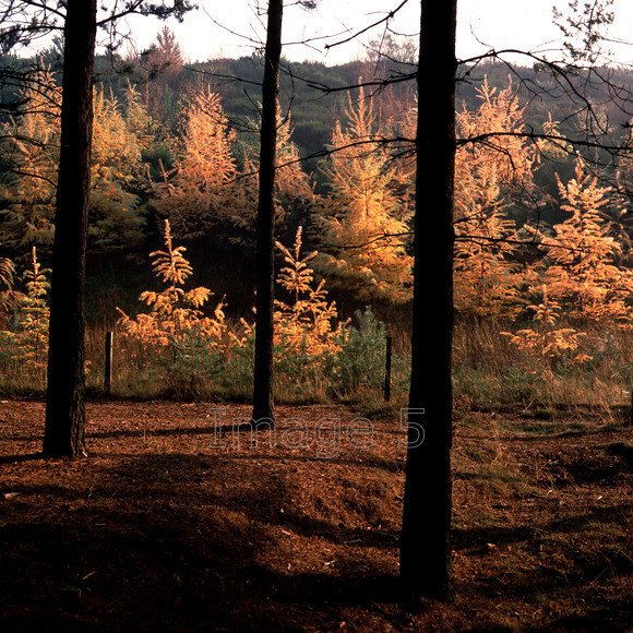 larches3pines 
 Larches3Pines 
 Keywords: larches larix decidua pine pinus trees autumn gold