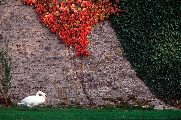 swanwall 
 Swanwall 
 Keywords: swan cygnus olor stone wall ivy hedera creeper grass cumbria uk