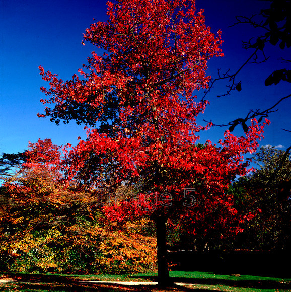 redmaplewoburn 
 Red Maple Woburn 
 Keywords: red maple acer deep blue skygolden beech tree fagus fagaceae green grass woburn bedfordshire uk