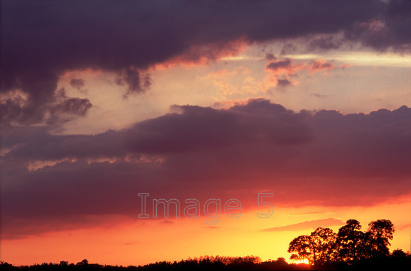 cloudglow 
 Cloudglow 
 Keywords: sunset behind trees under-lit grey clouds chichley beds uk