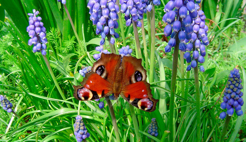 butt5 
 Butterfly 
 Keywords: butterfly peacock Inachis io grape hyacinth muscari blue cambridgeshire uk