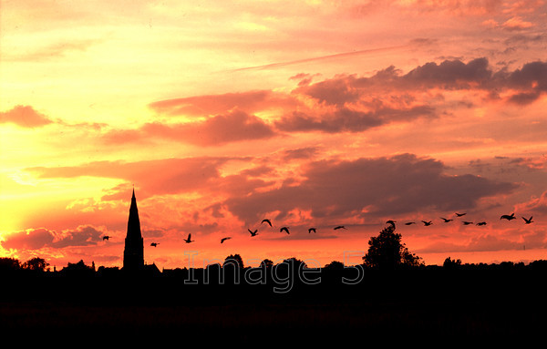 geesesset 
 Geesesset 
 Keywords: olney church steeple geese in flight sunset orange clouds olney bucks uk