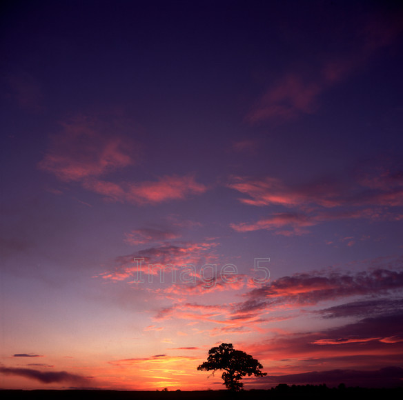 sky&treemk 
 Sky & Tree 
 Keywords: blue sky tree oak quercus robur pink clouds sunset milton keynes bucks uk