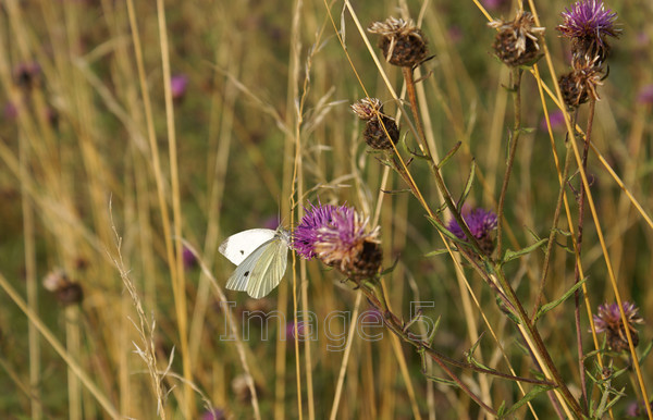 thislewhite 
 Thistlewhite 
 Keywords: white butterfly purple thistles grasses radwell beds uk