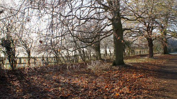 russetfence 
 Russetfence 
 Keywords: fence trees autumn leaf litter