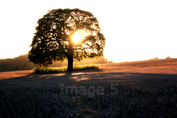 oakbacklit 
 Oakbacklit 
 Keywords: oak quercus robur tree backlit stubble feild hill bedfordshire uk