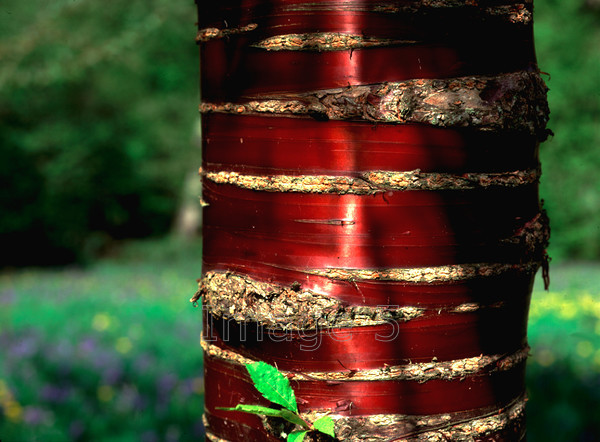 cherrybarkwb 
 Cherrybark 
 Keywords: cherrybark prunus arium uk