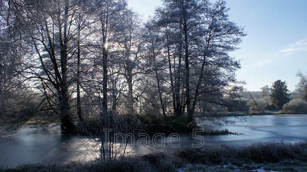 treeisland1 
 Treeisland1 
 Keywords: trees island woburn lake beds uk