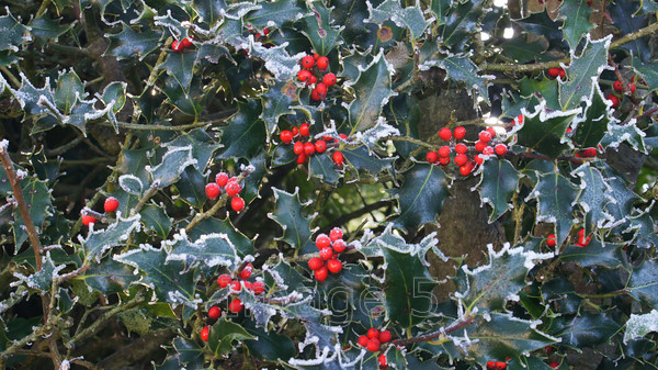 hollyrime 
 holly ilex red berries rime ice 
 Keywords: ollyrime