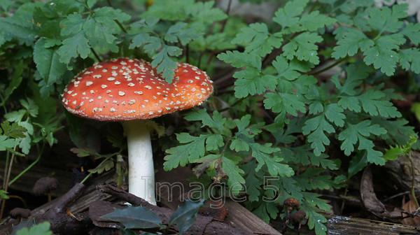 redcap 
 Redcap 
 Keywords: redcap toadstool fly agaric