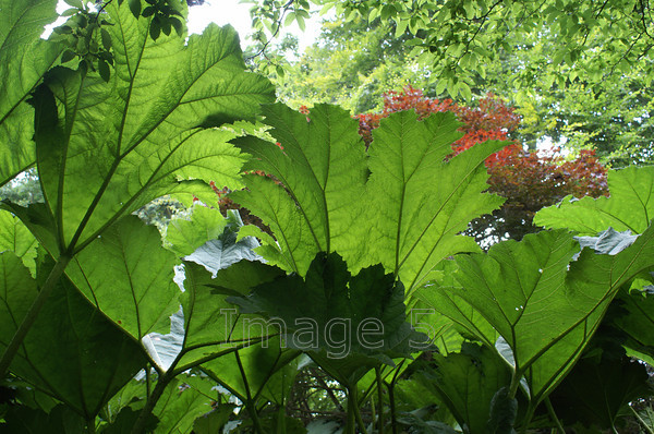 gunneraup 
 Gunneraup 
 Keywords: gunnera leaves underside northamptonshire uk