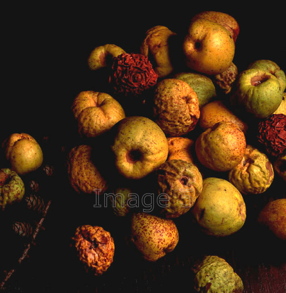 quinces 
 Quinces 
 Keywords: quinces chaenomeles japonica cydonia autumn colours