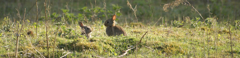 bunnears 
 Bunnears 
 Keywords: rabbit kittens Harrold park beds uk