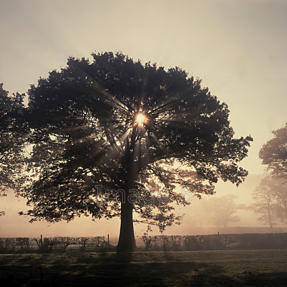 mistree 
 Mistree 
 Keywords: mist oak tree backlit sun hedge quercus robur bedfordshire uk