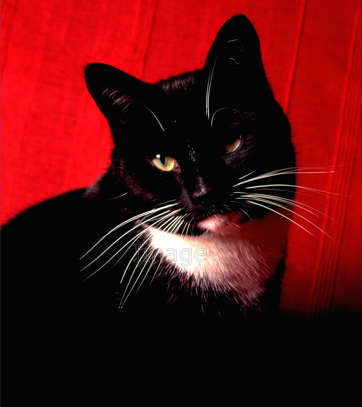 farthing 
 Farthing 
 Keywords: farthing cat felis catus black white red
