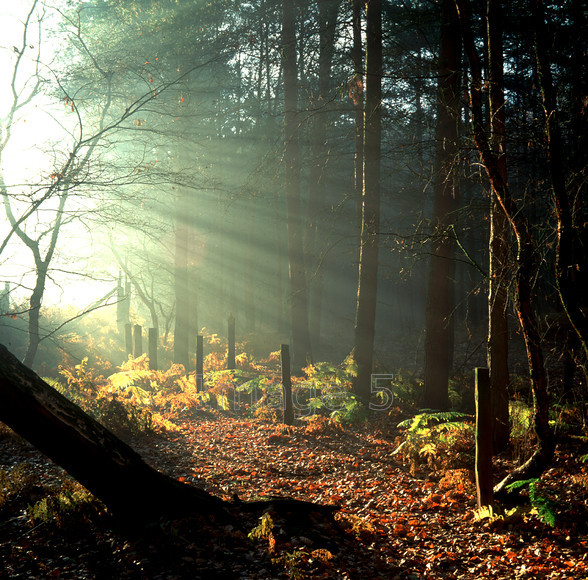 lightposts 
 Lightposts 
 Keywords: strong sunlight rays posts pines pinus bracken pteridium aquilinum autumn bedfordshire uk