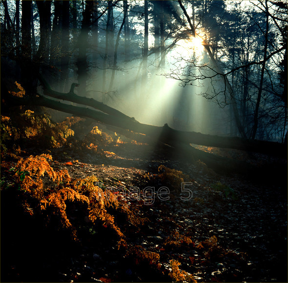 breakinglight 
 Breakinglight 
 Keywords: light rays golden bracken pteridium aquilinum fallen tree bedfordshire uk