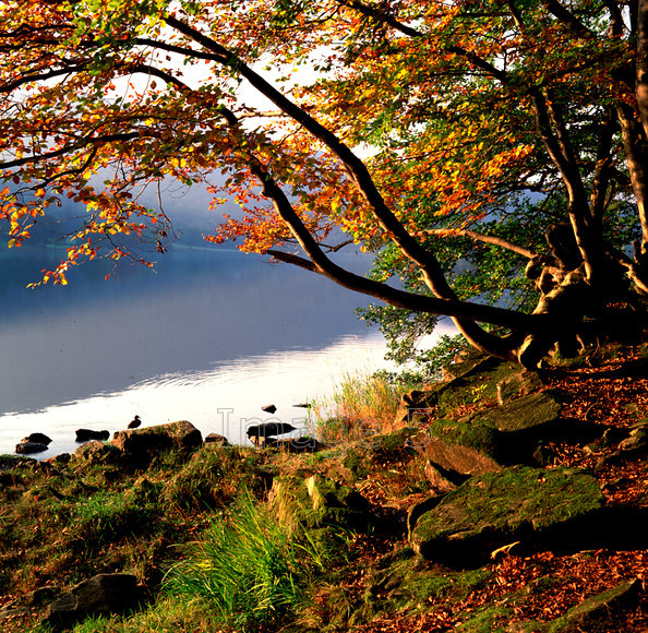 grasmere&duck 
 Grasmere & Duck 
 Keywords: lake grasmere ripples water hillside reflection duck beech trees fagus fagaceae rocks moss grass autumn colours mist grasmere cumbria uk