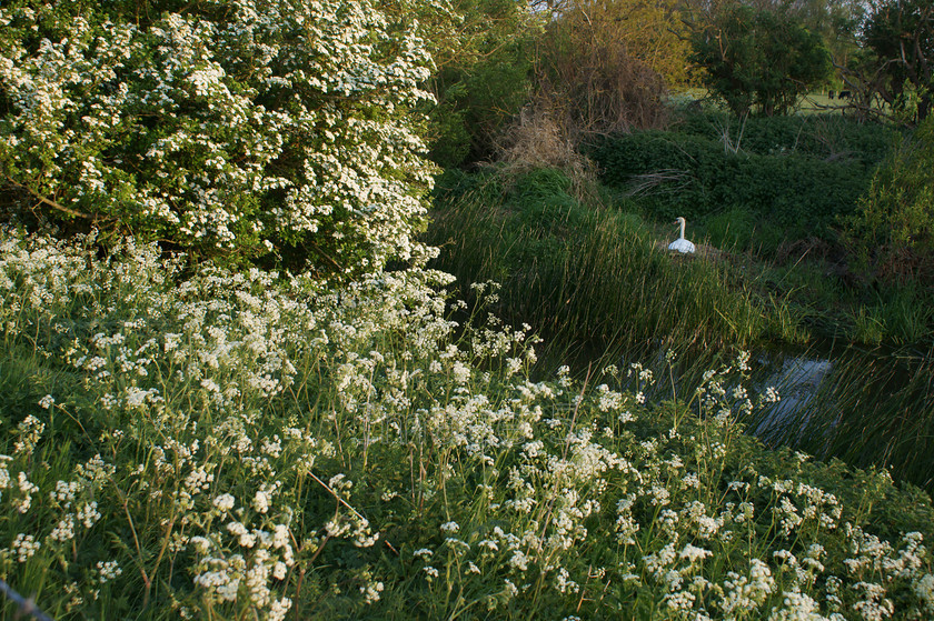 whiteframe2 
 Whiteframe 
 Keywords: swan cygnus olor nest cowparsley may blossom river sherington bucks uk