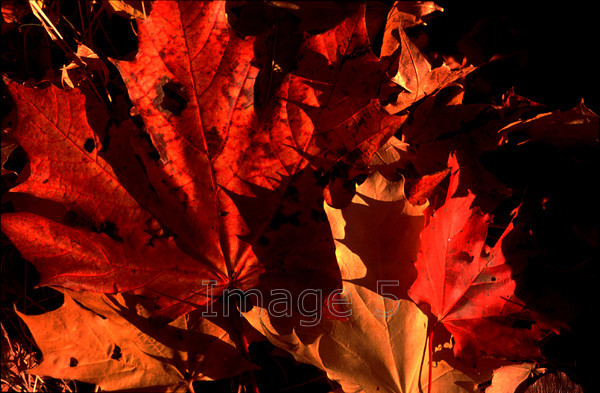 mapleleavesmk 
 Maple Leaves mk 
 Keywords: maple leaves acer red autumn colours campbell park milton keynes bucks