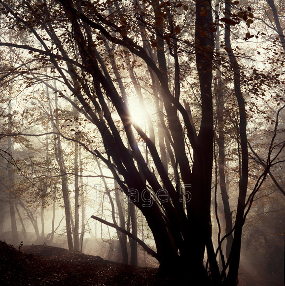 TreesinMistSandpit 
 Trees in Mis tSandpit 
 Keywords: trees mist bedfordshire uk