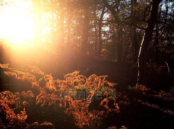 lightburstbracken 
 Lightburstbracken 
 Keywords: strong sunlight bracken pteridium aquilinum beds uk