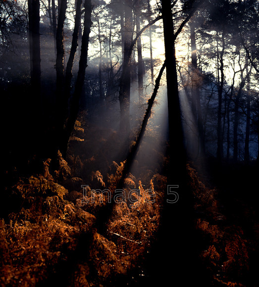 Spirit 
 Spirit.jpg 
 Keywords: light rays backlit trees pines pinus bracken pteridium aquilinum autumn bedfordshire uk