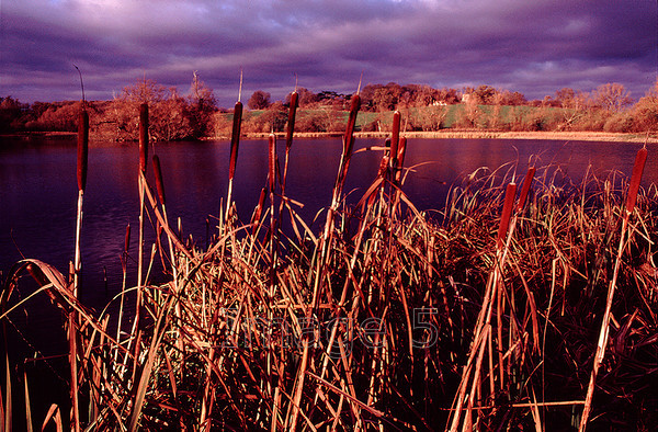 battlesden 
 Battlesden 
 Keywords: battlesden bullrushes scireus lake dark clouds beds uk