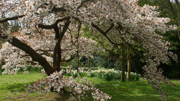 cascade 
 Cascade 
 Keywords: cherry blossom white daffodils green grass